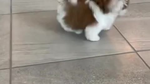 They are so cute dogs. I love them so much
