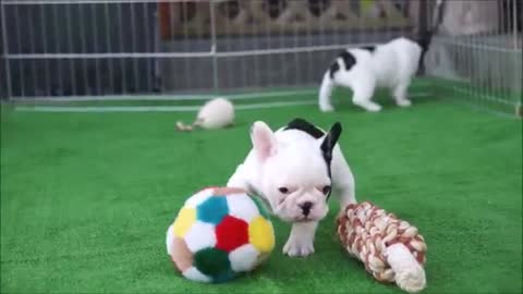 Try Not to Laugh - Puppies Edition #51