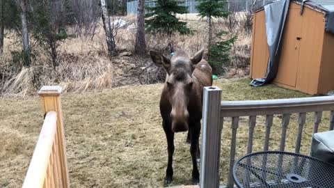 Friendly Moose