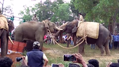 Elephant fight @ hassan