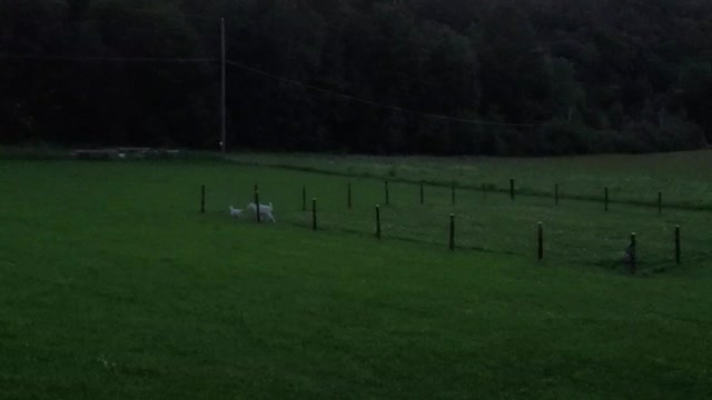 Henry and Mireille the goats playing