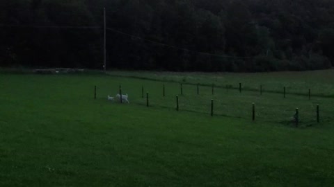 Henry and Mireille the goats playing