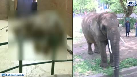 Matter Of bringing elephant in zoo once