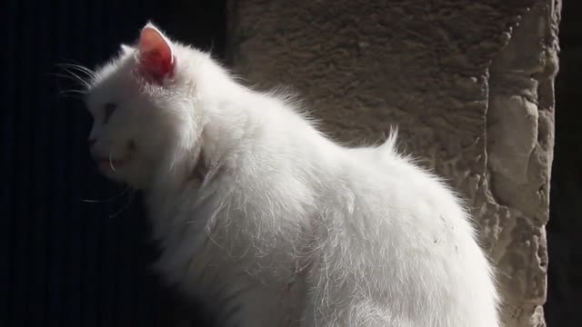 White cat with blue eyes on the street