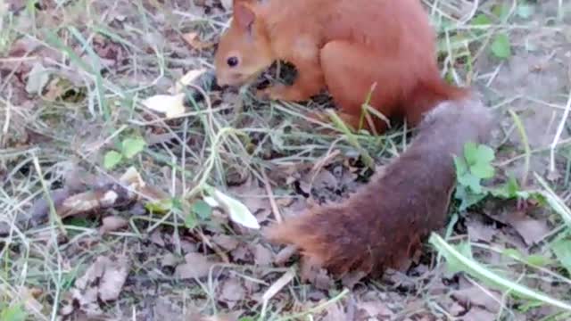 Beautiful squirrel in the Park