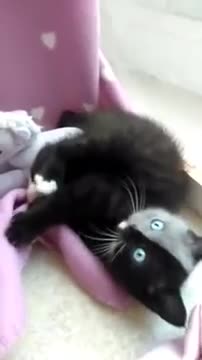 Rare ‘Two Faced’ Kitten Is All Grown Up – And Its Beauty Amazes Everyone!