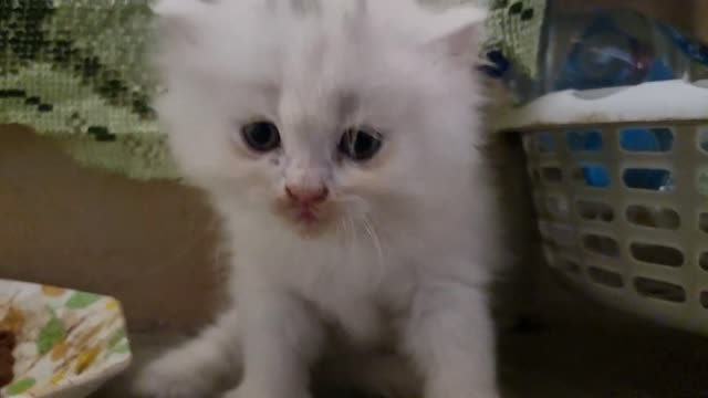 Cute Kitten Afraid Of Camera#QuiteCatVideo#short