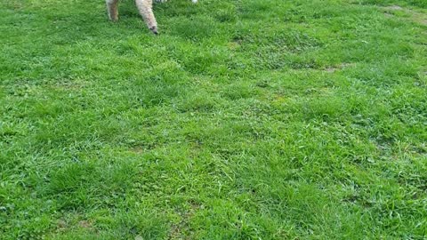 Lamb Thinks Its a Dog
