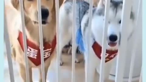 funny dogs LMAO