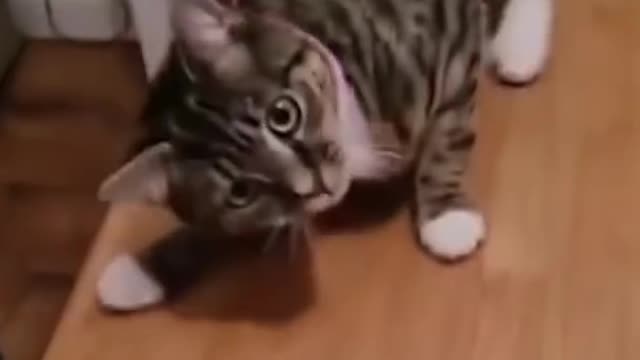 Funny cat videos