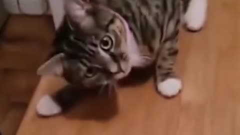 Funny cat videos