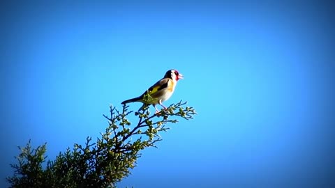 Chardonneret/ goldfinch