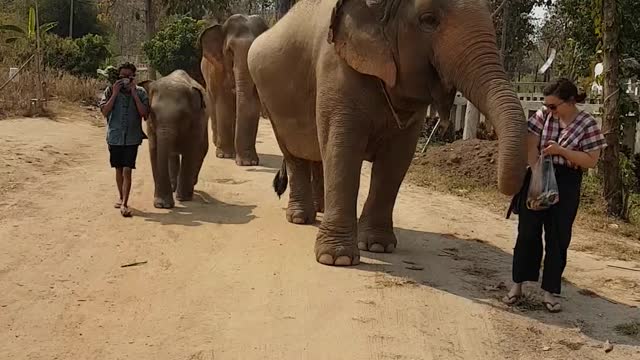 Elephants Walking on the Street