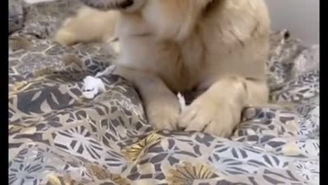 🤣 Funniest 🐶 Dog - Awesome Funny Pet Animals Videos 😇 #short