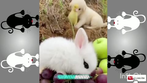 Funny animals, cute animals, funny pets, cute pets, hilarious, 4k,hd