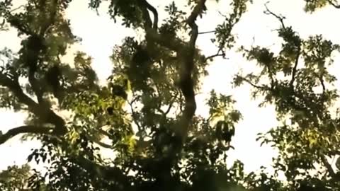 Mother Leopard Climbed Tree