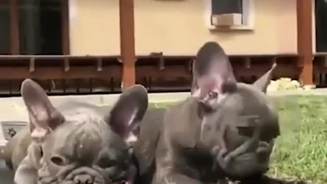 Best Videos on Cute American Bully - PITBULL / Bulldogs