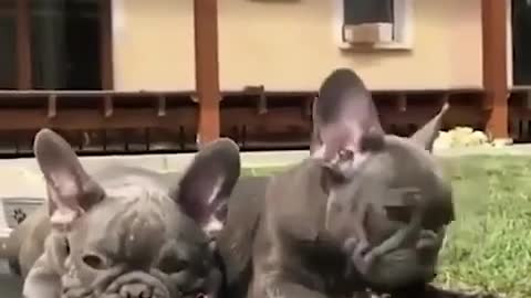 Best Videos on Cute American Bully - PITBULL / Bulldogs