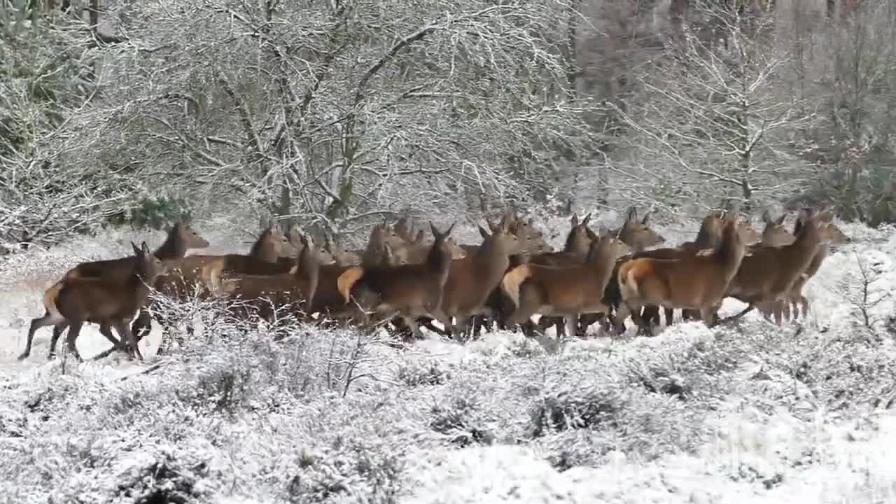 Nature with deer 😍