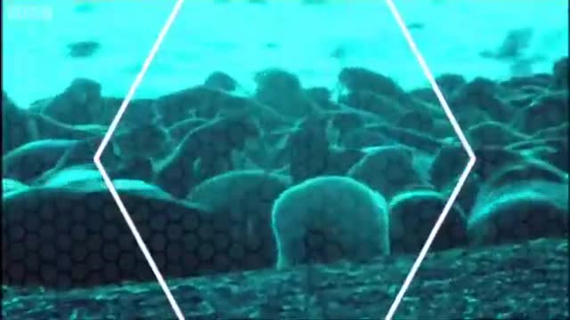 Polar Bears Ambush a Colony of Sea Lions | Polar Bear Battlefield | BBC Earth