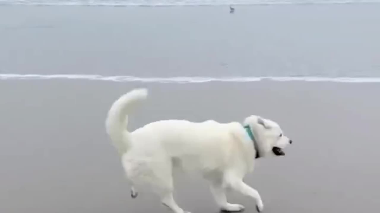 Cat & Dog mingle video