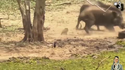 Animal Fighting in pretty fierce way