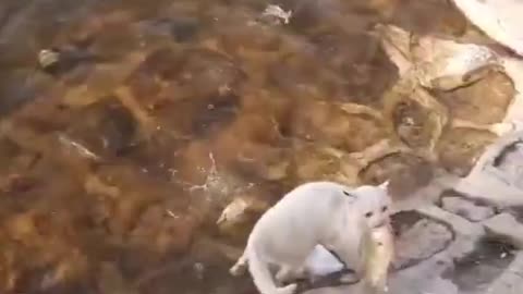 CAT CATCHING FISH FROM RIVER