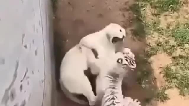 Tiger Fighting