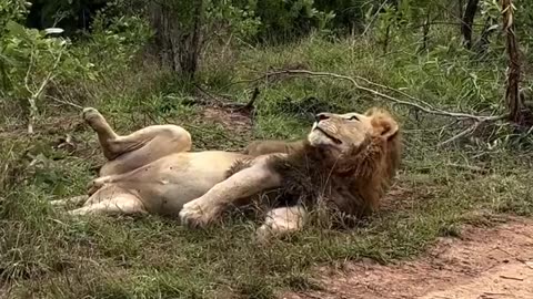 Lion Cub Testing Out Its Stalking Skills On His Sleeping Dad~Even In The Animal Kingdom Parents 😀 Don’t Have 1 Min Of Peace!
