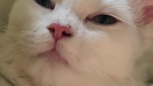 estelle is would definitely be considered a weirdo between cats