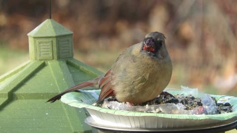 Female Cardnial HD Video