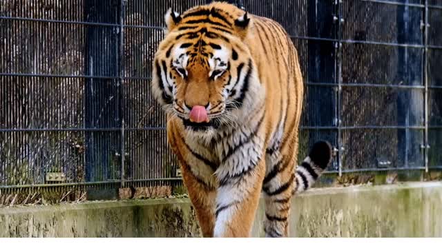 Indian animals smart tiger