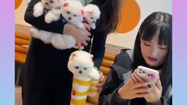 Funniest Animals Ever 🐧 - Awesome Funny Animals' Life Videos - Funniest Pets