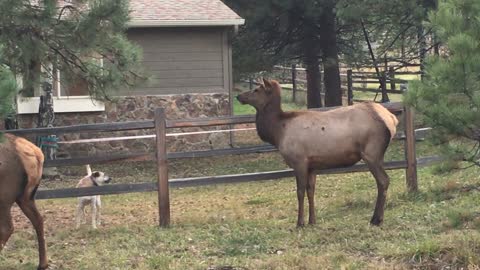 Elk and Dogs at Play