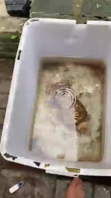 stealth predator turtle