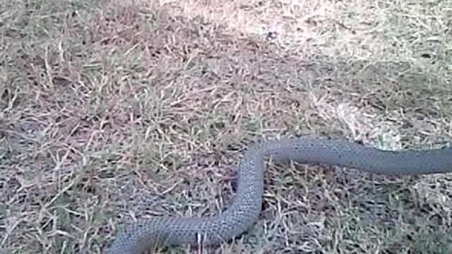 A Upset Eastern Brown Snake