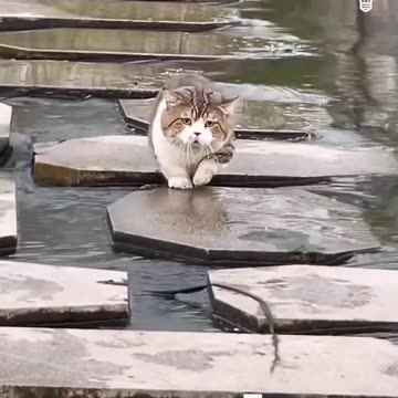 Even cats have their bad days! 🥺❤️