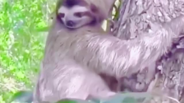 Do you think sloths are really slow?