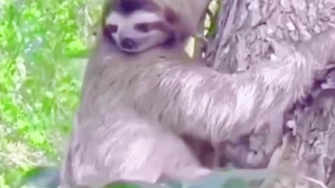 Do you think sloths are really slow?