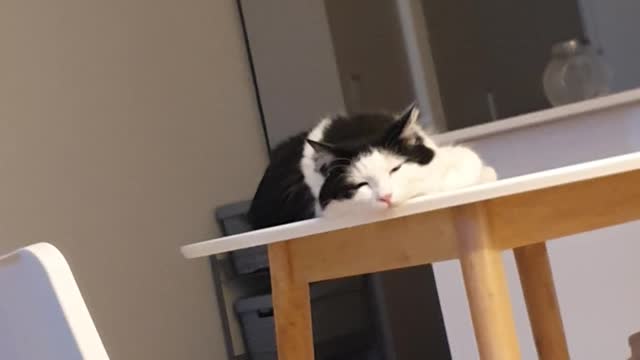 A cat is falling a sleep