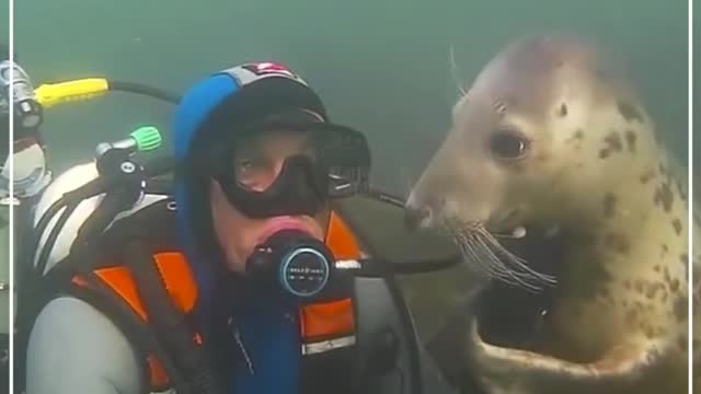 Seal fish video