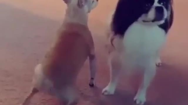 This dog can really dance 😂😂.. super funny dog