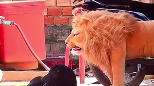 king of animals