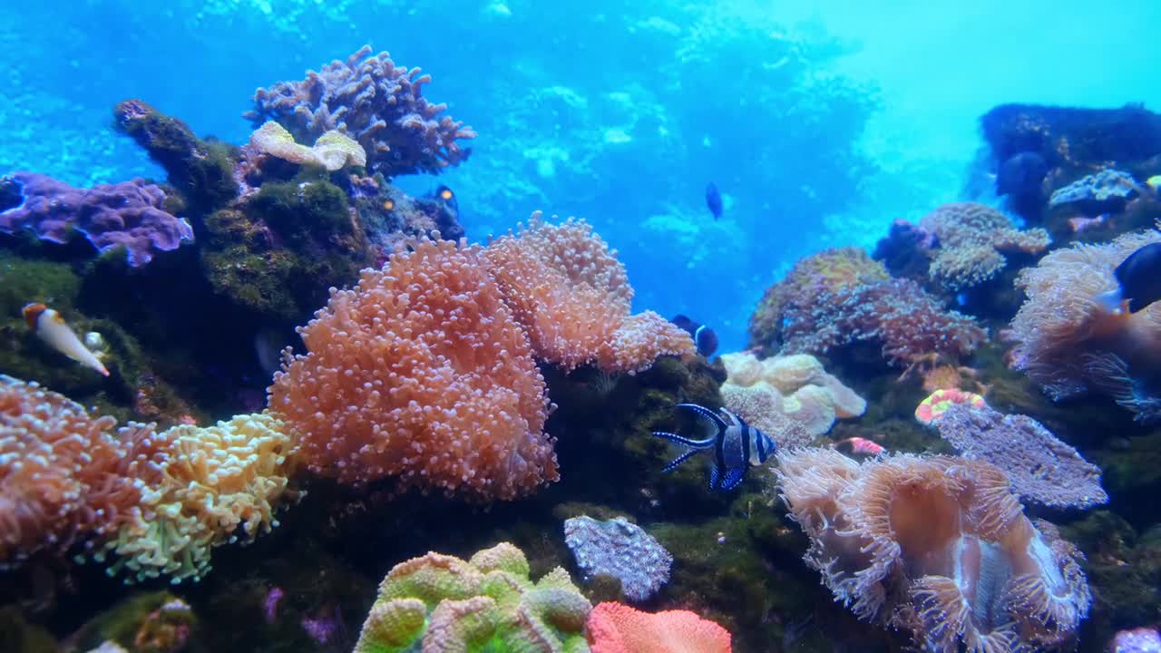 Beautiful sea creatures in the coral reefs..🐠🍃