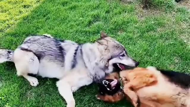 Too small can't protect himself