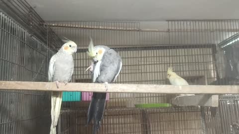 My cocktail birds in my home