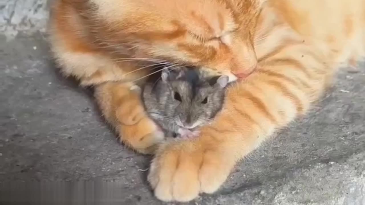 Tom And Jerry Adventures