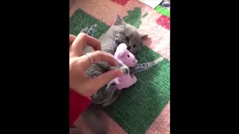 Baby Cats Video 5