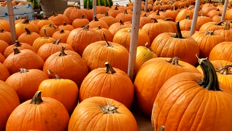 Beautiful Pumpkins