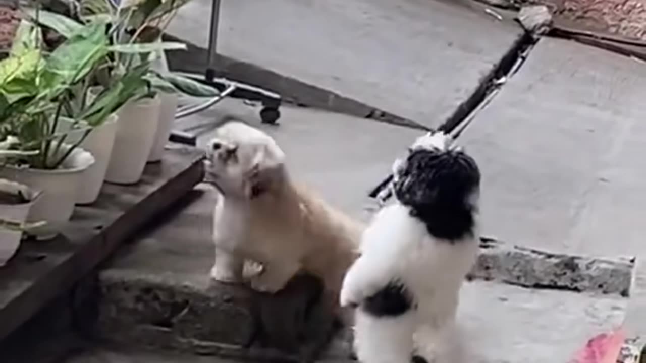 I want to hear the puppies fighting.